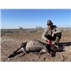 Image 7 : THERMAL HOG HUNT IN SOUTH TEXAS AT THERMAL RANCH 4 Hunters 2023/2024