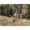 Image 2 : 2-PERSON WHITETAIL HUNT IN CENTRAL MISSOURI WITH SAFARI UNLIMITED LLC