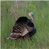 Image 1 : 3 Day Turkey Hunt & Bass Fishing for 1 Hunter and 1 Observer with Champion Ranch in Rochelle, Texas