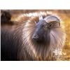 Image 2 : 4-Day, 3-Night Himalayan Bull Tahr 1 Hunter and 1 Observer with Southern Alps Trophy Hunting