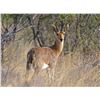 Image 2 : 5-Day, 1-Roan Antelope & Mountain Reedbuck for 1 Hunter and 1 Non-Hunter with Jannie Otto Safaris