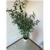 Image 1 : Silk Plant 6ft Designer Clay Pot