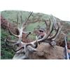 Image 4 : NEW ZEALAND - 5 DAY 2X1 RED STAG & FALLOW STAG HUNT FOR 2 HUNTERS: