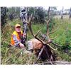 Image 1 : 5 Day Colorado Elk Hunt for 1 Hunter, Hunt Date: Oct. 30th thru Nov. 3rd