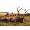 Image 2 : 5 Day Colorado Elk Hunt for 1 Hunter, Hunt Date: Oct. 30th thru Nov. 3rd