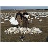 Image 1 : 1 Day Maryland/Delaware Snow Goose Hunt for 3 Hunters