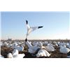 Image 2 : 1 Day Maryland/Delaware Snow Goose Hunt for 3 Hunters
