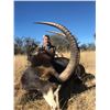 Image 1 : 7 Day All-inclusive Africa Hunt for 1 Hunter, Includes 1 Sable