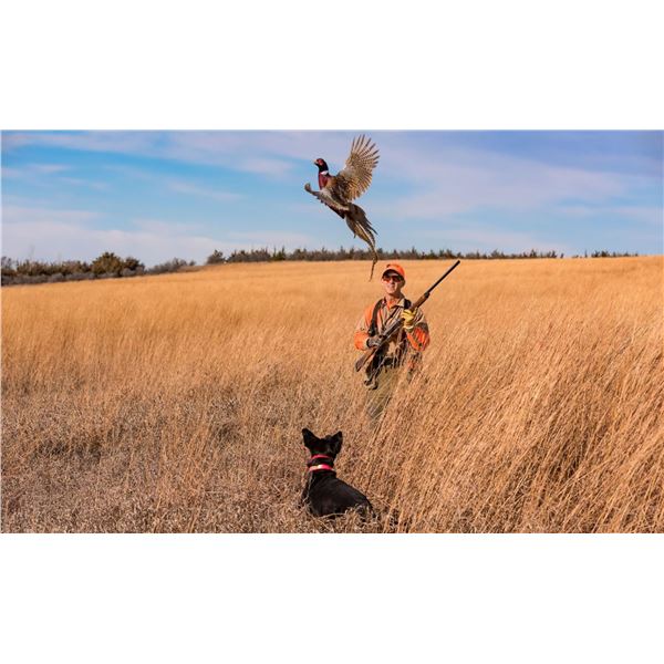 1/2 Day Pheasant/Chukar Hunt for Up To 5 People at KW Regulated Hunting Grounds