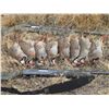 Image 2 : 1/2 Day Pheasant/Chukar Hunt for Up To 5 People at KW Regulated Hunting Grounds
