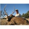 Image 1 : 3 Day Free Range Texas Axis Deer Hunt for 2 Hunters