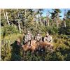 Image 1 : 6 Day Newfoundland Moose Hunt for 1 Hunter