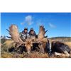 Image 2 : 6 Day Newfoundland Moose Hunt for 1 Hunter