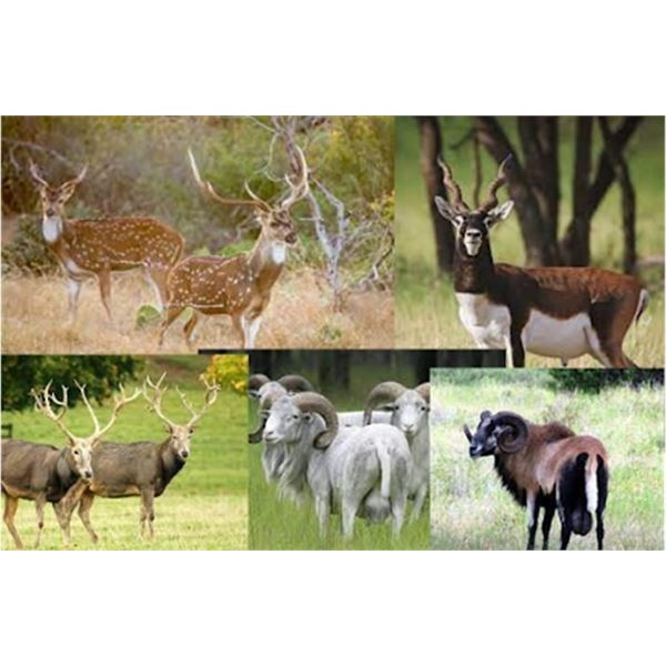 Hunt Package - Texas Exotics Hunt