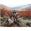 Image 1 : Yukon Dall Sheep Hunt Raffle