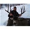 Image 2 : British Columbia Trophy Mule Deer for Two Hunters British Columbia Trophy Mountain Outfitters