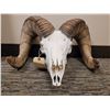 Image 1 : SD Bighorn Sheep Skull SD Game, Fish and Parks