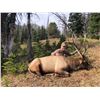 Elk Drop Camp for 2 Hunters in Montana Centennial Outfitters