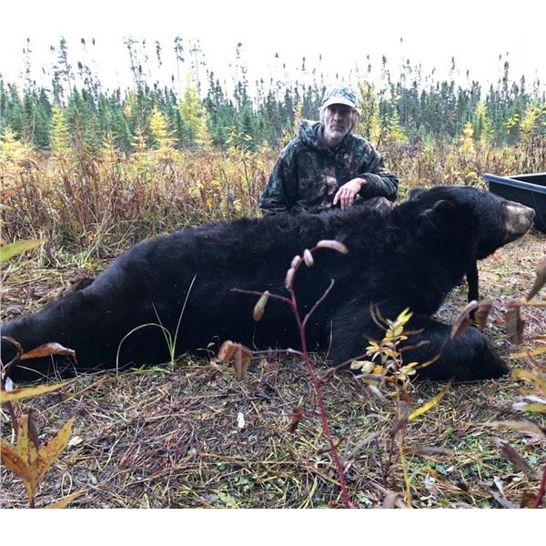 Guided Black Bear Hunt in MN                  Minnesota Big Bear Specialist