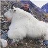 Image 3 : Mountain Caribou or Goat Hunt in Northwestern British Columbia Golden Bear Outfitting
