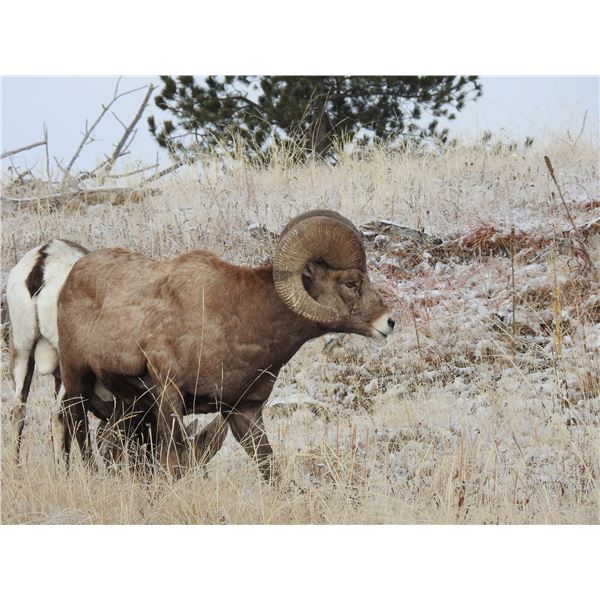 South Dakota Bighorn Auction License South Dakota Game Fish & Parks