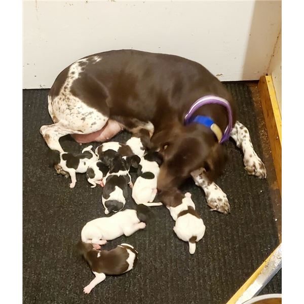 Pick Of The Litter German Shorthaired Pointer Puppy Piddle Creek Kennels