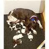 Image 1 : Pick Of The Litter German Shorthaired Pointer Puppy Piddle Creek Kennels