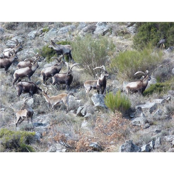 Red Stag Hunt in Spain