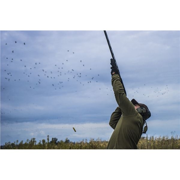 Argentina Dove Hunt