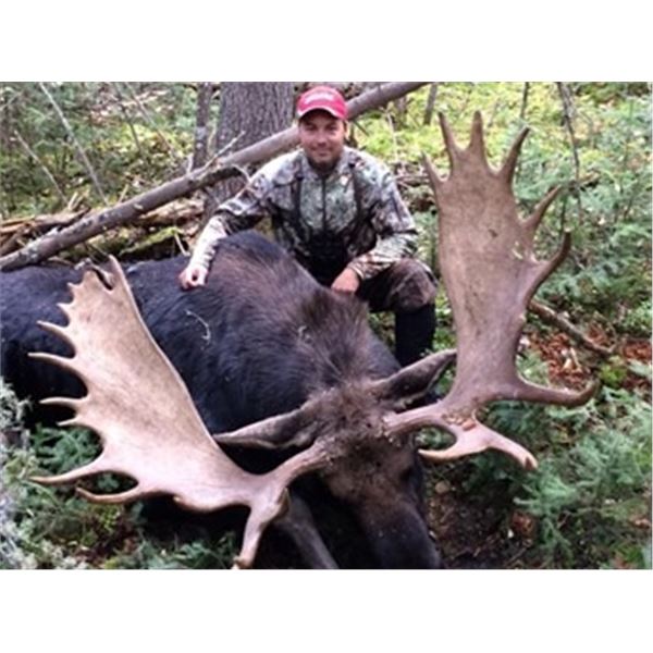 Alberta Moose, 2 Bear & Wolf Combo