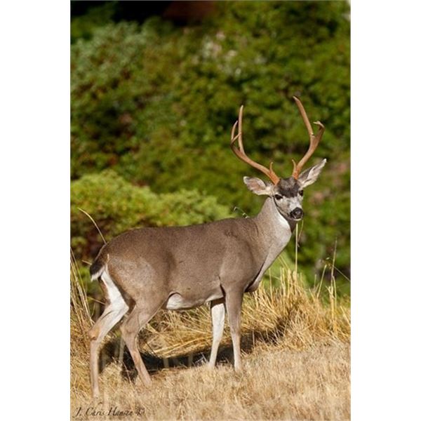California Black Tail Hunt