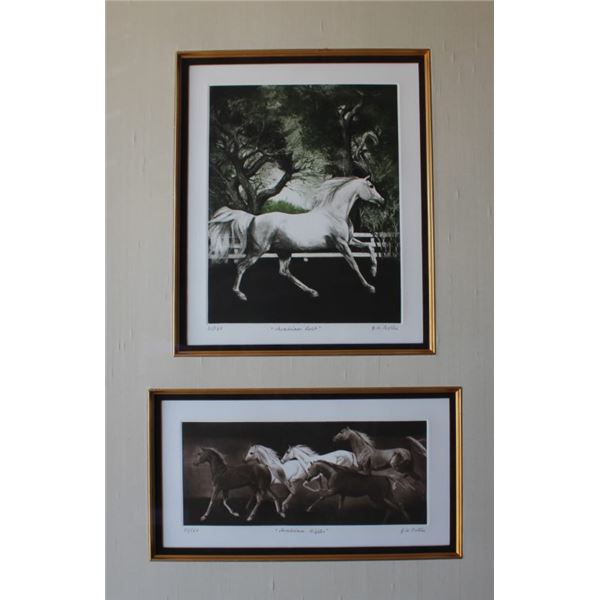 Arabian Colt/Arabian Nights by G.H. Rothe