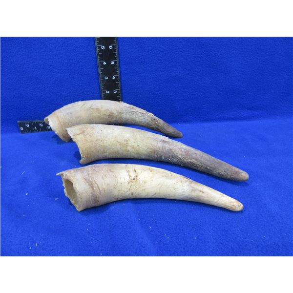 3 Horns for Building Black Powder Horns