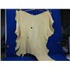 Image 1 : Deer Hide - Numbered 450 - Approx. 33" Long x 33" Wide