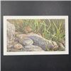 Image 1 : Audrey Casey's "Chipmunk On The Rocks" Limited Edition Print