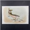 Image 1 : H. Gunter's "Rainbow Trout" Original Print