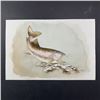 Image 1 : H. Gunter's "Rainbow Trout" Original Print