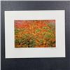 Image 1 : Stephen S. Patterson's "Autumn Mosaic" Photographic print