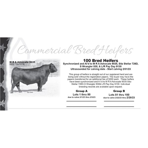 Commercial Bred Heifers - Group A Lots 1 thru 80