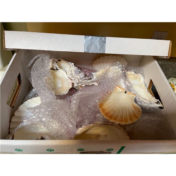 Sea Shell Collection Box Is Full - Beck Auctions Inc.