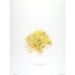 Dani Karavan, Israeli painting