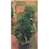 Image 1 : 4 FOOT TALL PRE LIT CHRISTMAS TREE IN