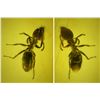 Image 1 : Baltic amber with preserved ant, approx. 44 million years old, from Kaliningrad, Russia.