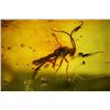 Image 1 : Baltic amber with preserved Darwin wasp, approx. 44 million years old, from Kaliningrad, Russia.