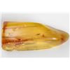 Image 2 : Baltic amber with preserved Darwin wasp, approx. 44 million years old, from Kaliningrad, Russia.
