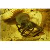 Image 2 : Baltic amber with preserved spider, approx. 44 million years old, from Kaliningrad, Russia.