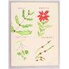 Image 8 : Canadian Watercolor on Paper Signed MAUD LEWIS