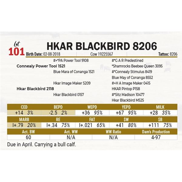 Hkar Blackbird 8206