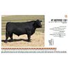 Image 1 : HT Justified 1101