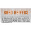 Image 1 : Bred Heifers